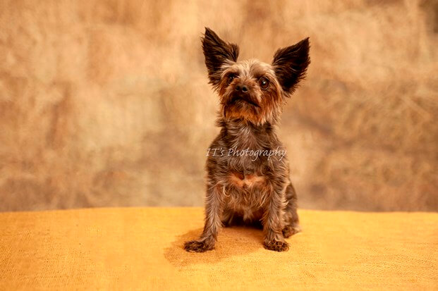 IT's Photography! - Pets